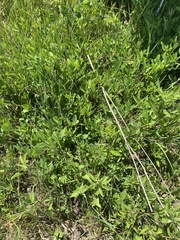 Lespedeza daurica