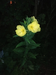 Oenothera oehlkersi