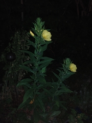 Oenothera oehlkersi