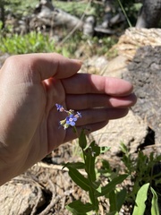 Hackelia velutina