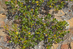 Garrya buxifolia