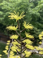 Pseudolarix amabilis