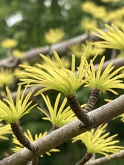 Pseudolarix amabilis