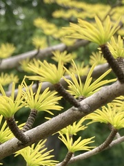 Pseudolarix amabilis