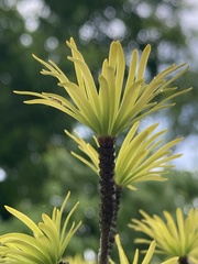 Pseudolarix amabilis