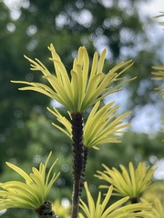 Pseudolarix amabilis