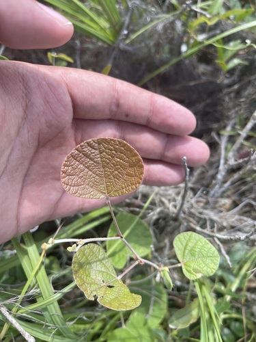 Image of Rhynchosia michauxii by (c) Brandon Corder, some rights reserved (CC BY)