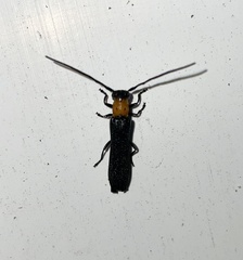 Oberea perspicillata