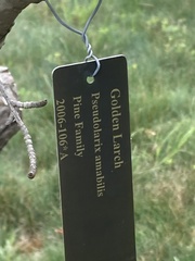 Pseudolarix amabilis