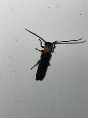 Oberea perspicillata