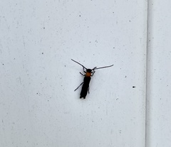 Oberea perspicillata