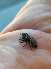 Simaetha paetula