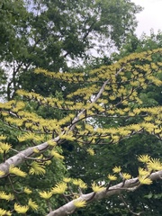 Pseudolarix amabilis