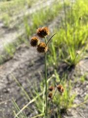 Juncus megacephalus