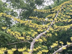 Pseudolarix amabilis