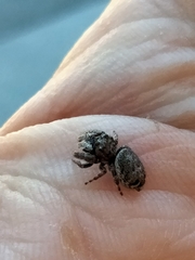Simaetha paetula