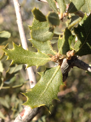 Quercus palmeri