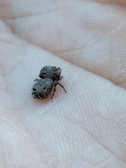 Simaetha paetula