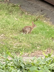 Sylvilagus floridanus