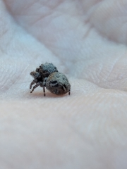 Simaetha paetula