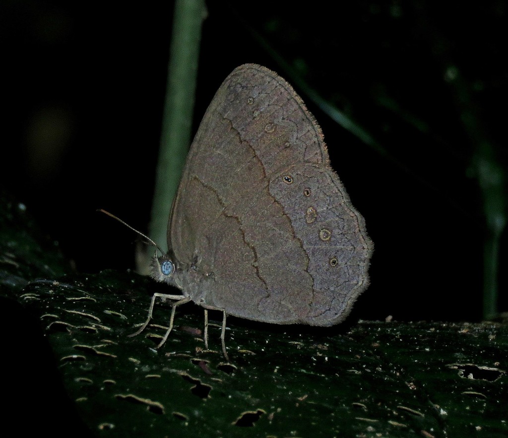 Paryphthimoides difficilis