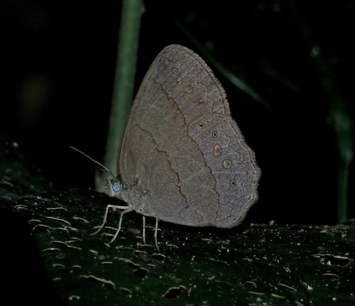 Paryphthimoides difficilis
