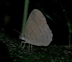 Paryphthimoides difficilis