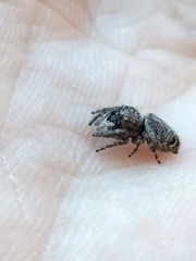 Simaetha paetula