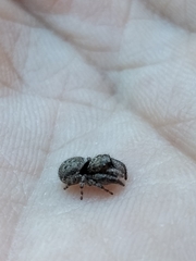 Simaetha paetula