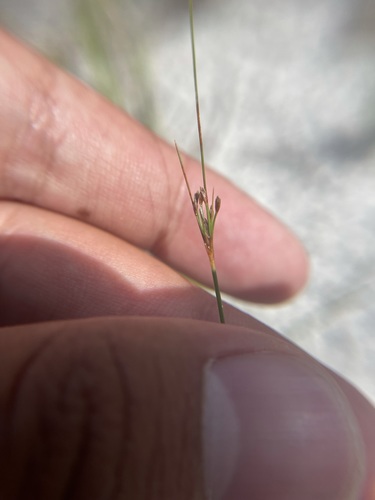 Capillary hairsedge (Bulbostylis ciliatifolia)