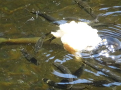 Pseudochondrostoma polylepis