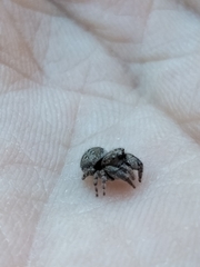 Simaetha paetula