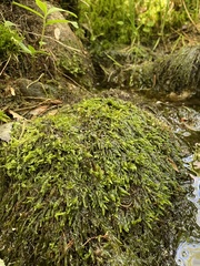 Pseudohygrohypnum eugyrium