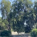 photo of White Willow (Salix alba)