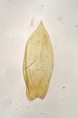 Pseudohygrohypnum eugyrium