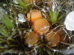 Octospora tuberculata