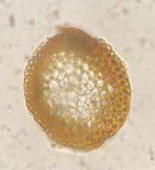 Pseudohygrohypnum eugyrium