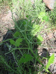 Cnidoscolus angustidens