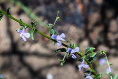 Sairocarpus vexillocalyculatus vexillocalyculatus