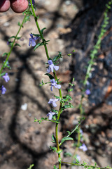 Sairocarpus vexillocalyculatus vexillocalyculatus