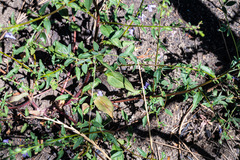 Sairocarpus vexillocalyculatus vexillocalyculatus