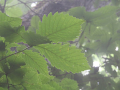 Quercus crispula