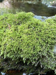 Racomitrium fasciculare