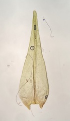 Racomitrium fasciculare