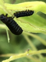 Trirhabda canadensis