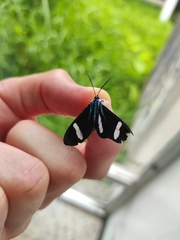 Mydromera notochloris