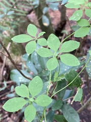 Tropaeolum pentaphyllum