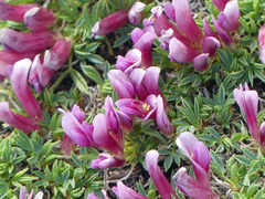 Trifolium nanum