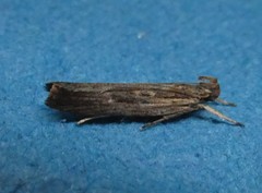 Helcystogramma phryganitis