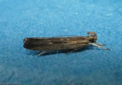 Helcystogramma phryganitis